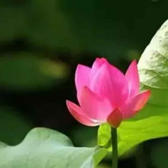 易乐