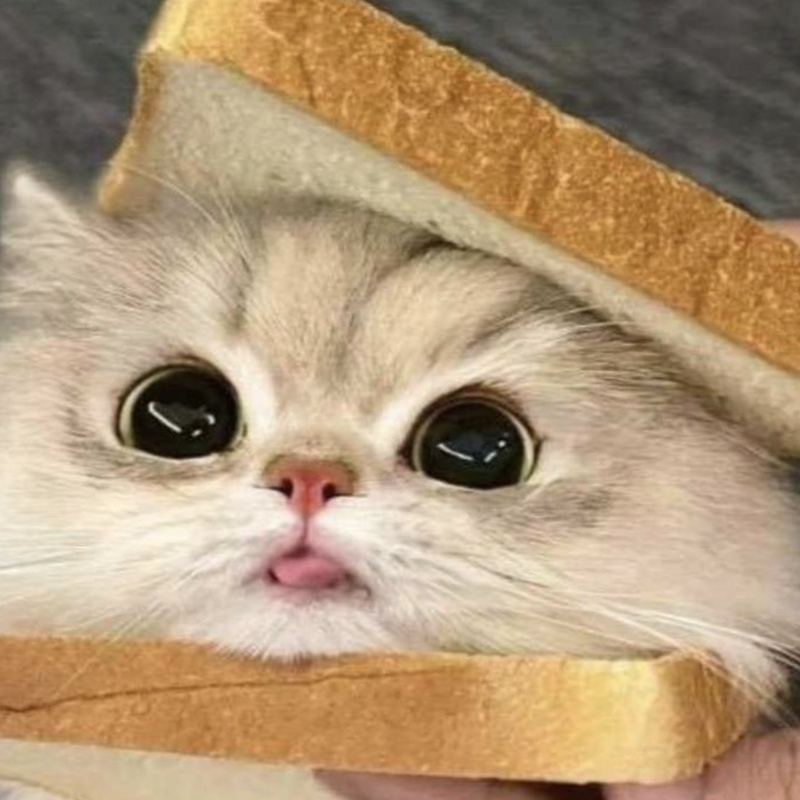 面包小猫