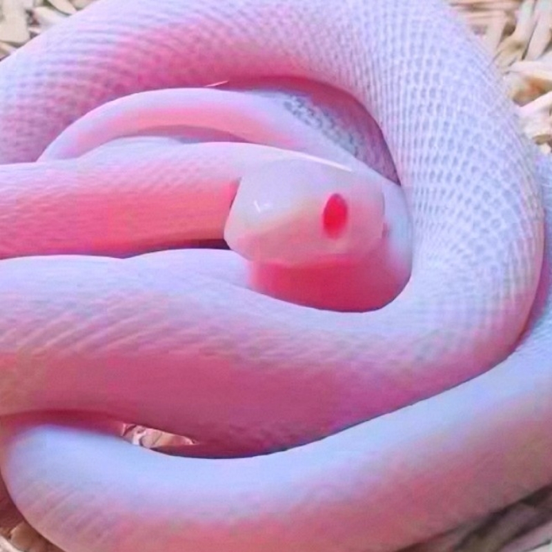 澜野