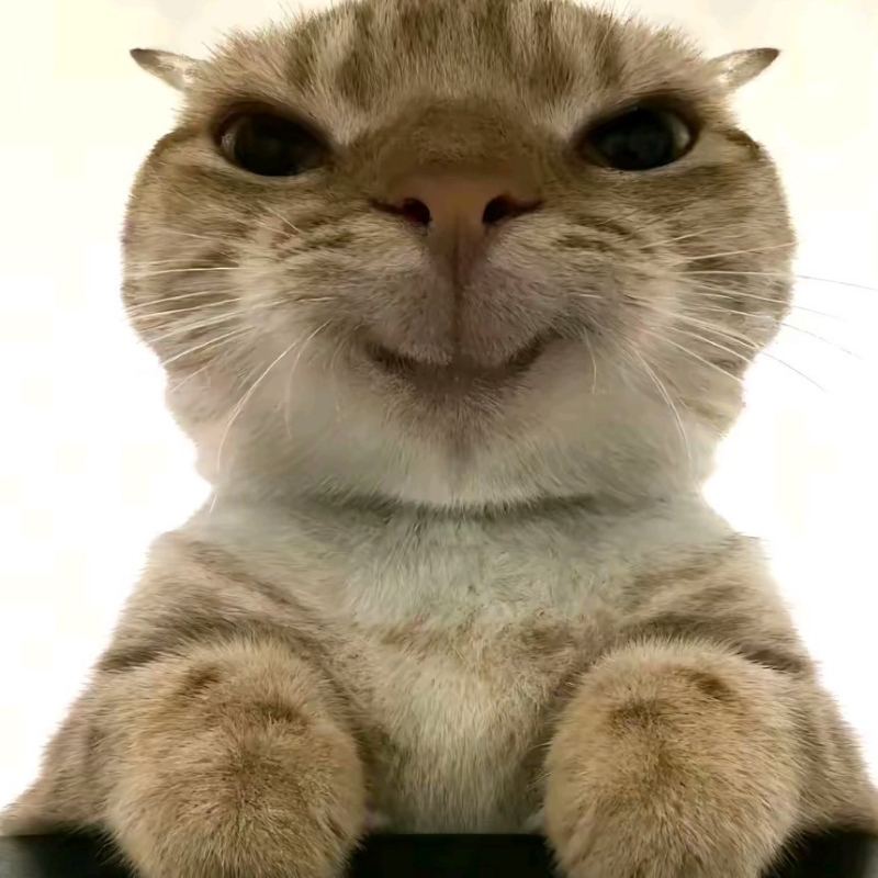 鼠鼠变大哥