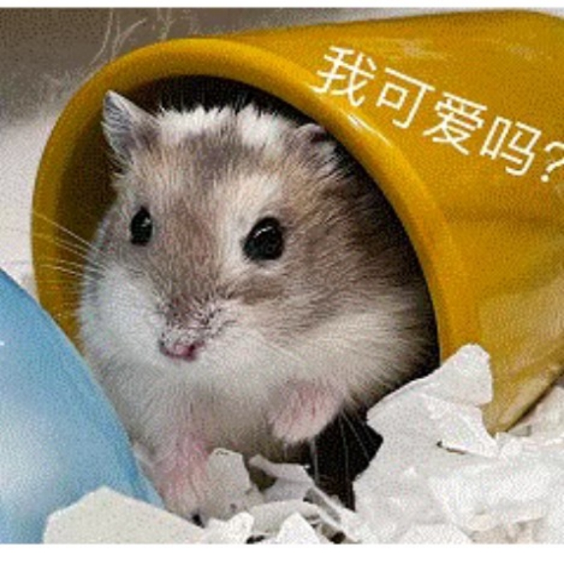 养仓鼠🐹的朵朵