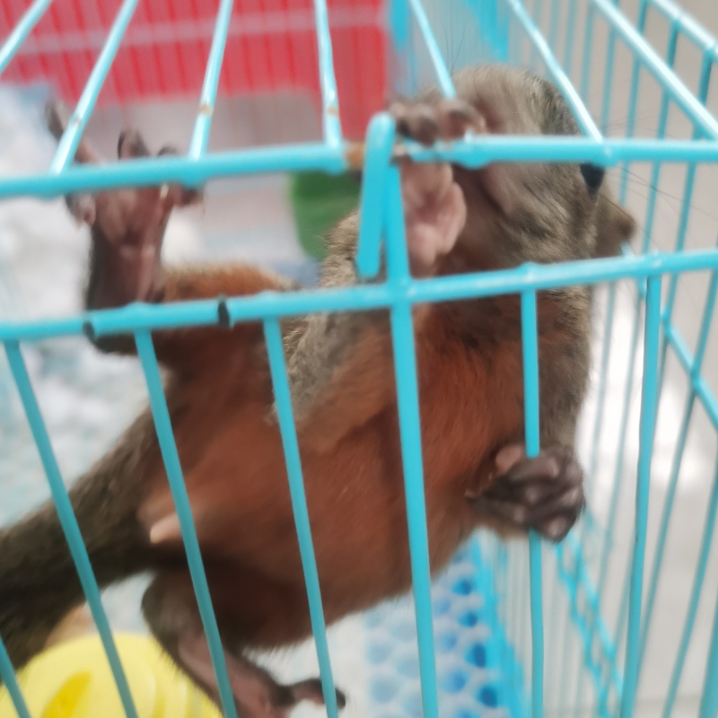 玉意
