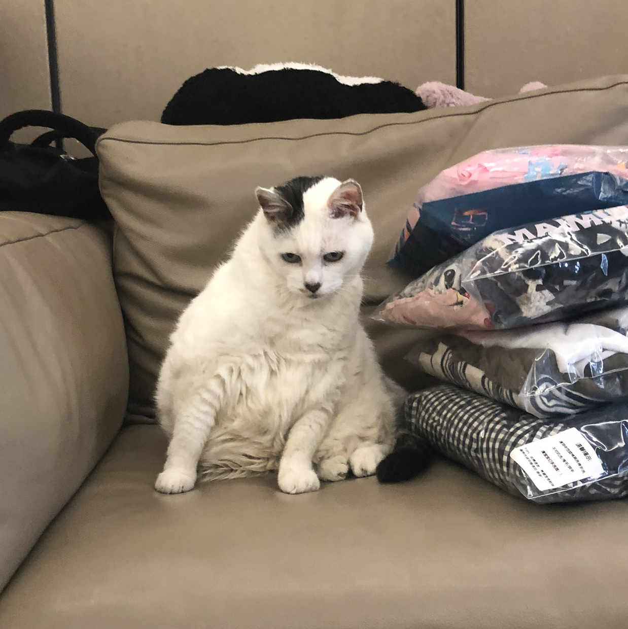 麦兜是只猫🐱