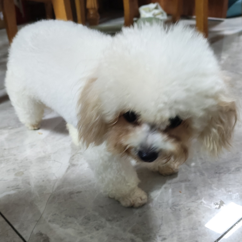 木槿林、