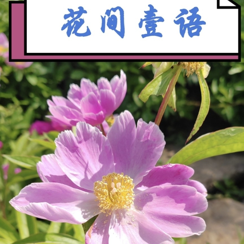 花间壹语