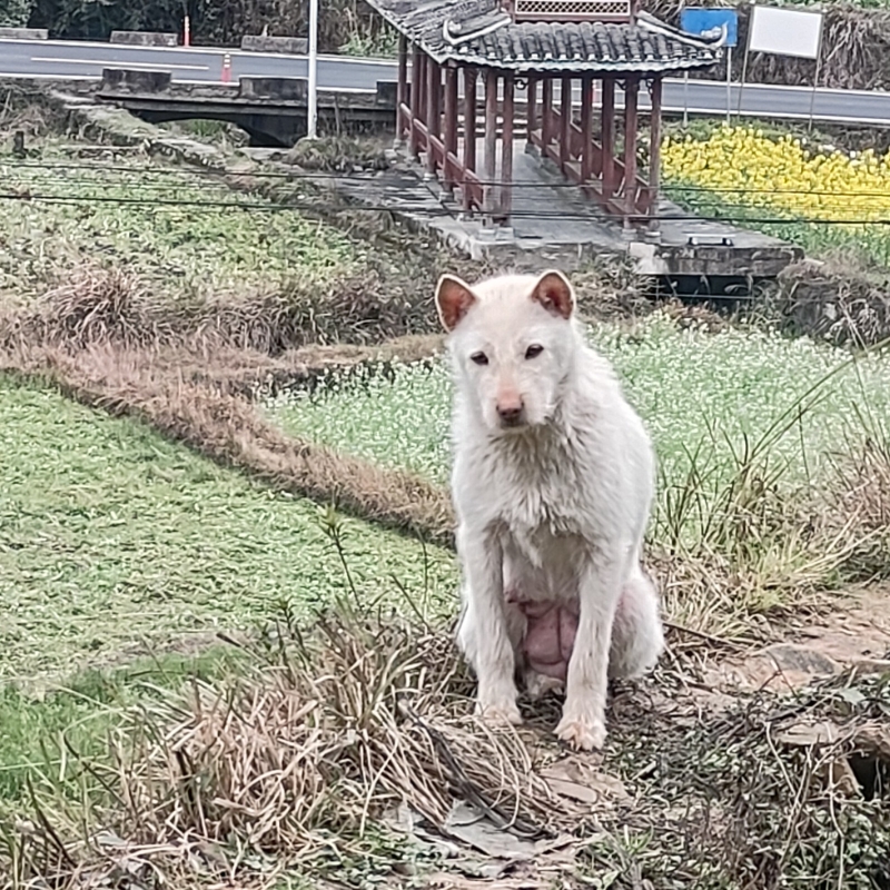 公子小白锅