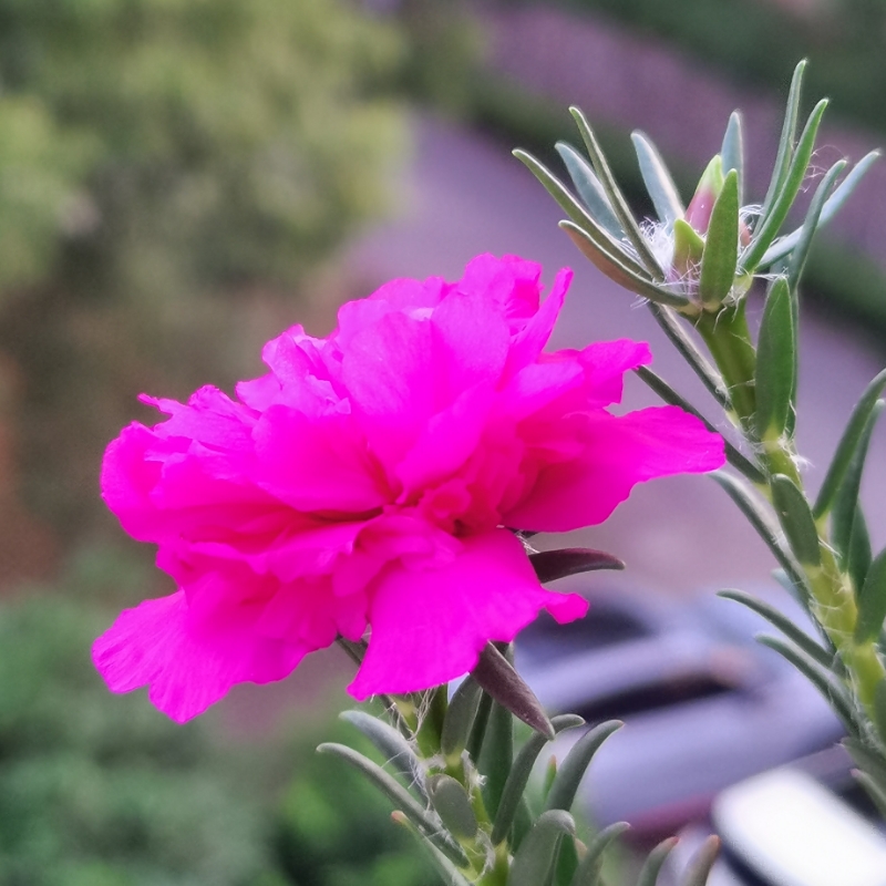 菠萝包888