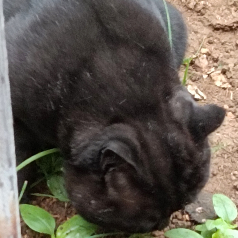 一只风跑的猫