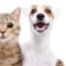 小可爱