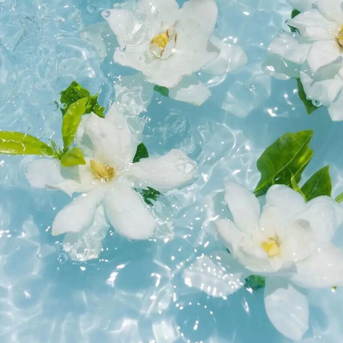 水中莲花