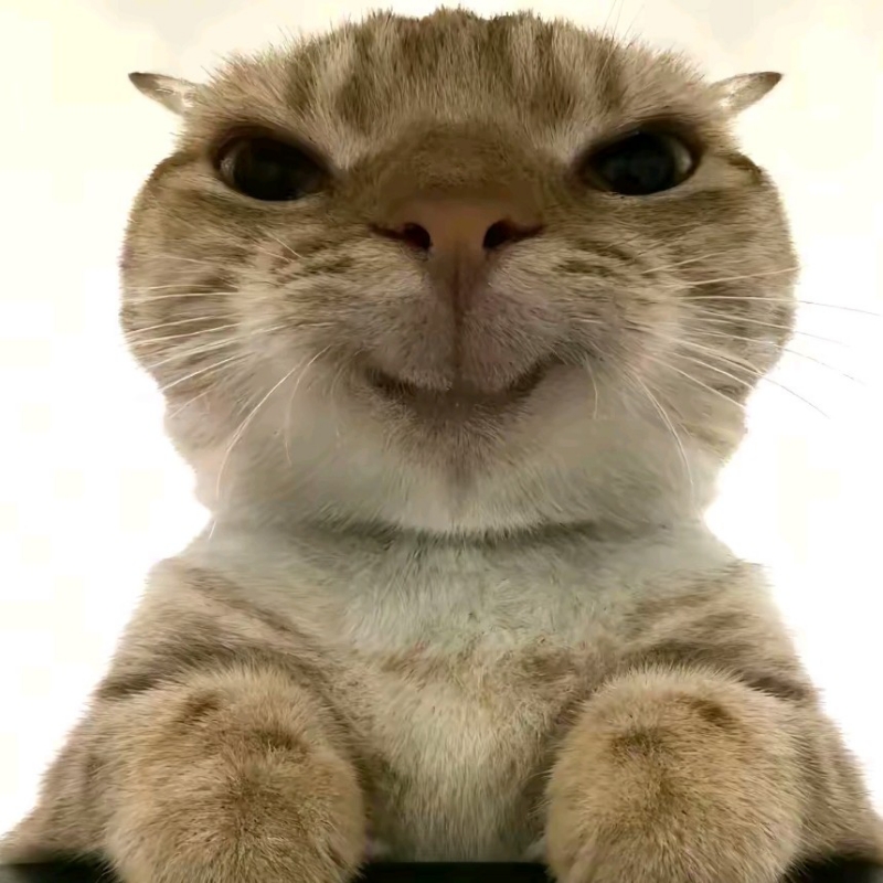 鼠鼠变大哥