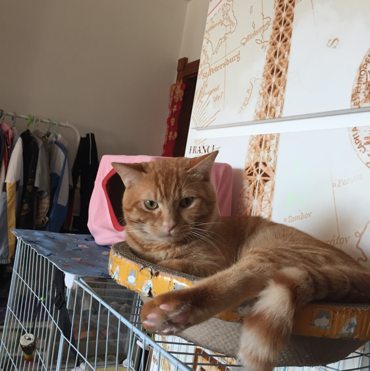 猪兔往哪里