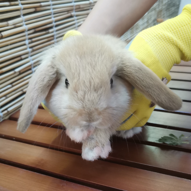 窗台上的仙人掌