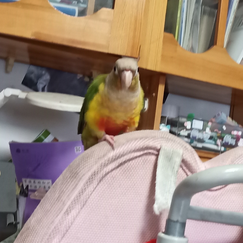 小鸟我爱你