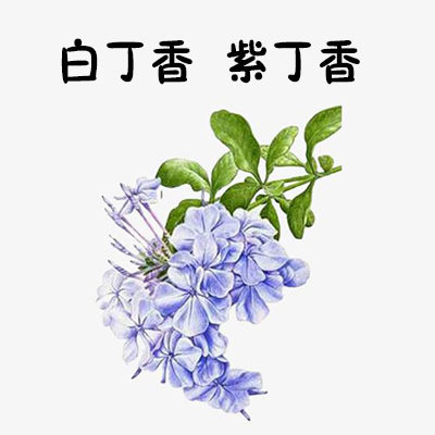 白丁香  紫丁香