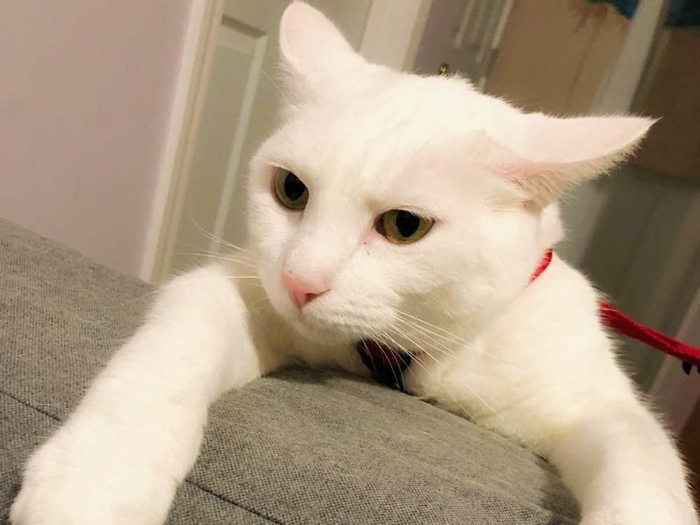 蓝蝶