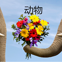 动物