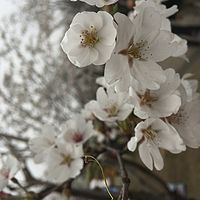 二三笔（翻译）100词