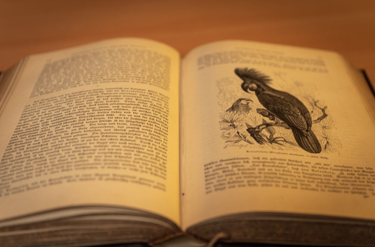 外国文学（儿童版）