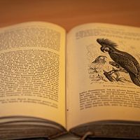 外国文学（儿童版）