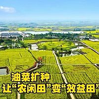 油菜扩种，让“农闲田”变“效益田”