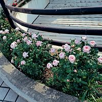 藏龙之音广播台台歌