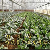 探寻湖北蔬菜黑科技