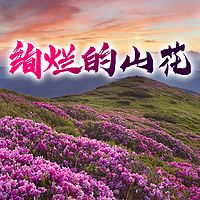 绚烂的山花