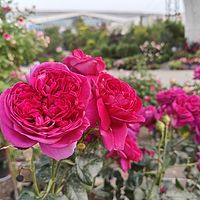 繁花，慢慢聊