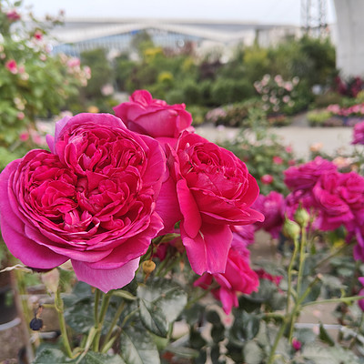 繁花，慢慢聊
