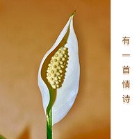 有一首情诗