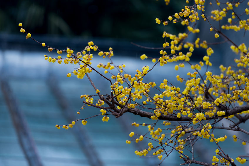 廿四节气 为你读诗