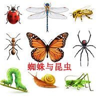 蜘蛛与昆虫