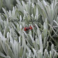 Summer Wind