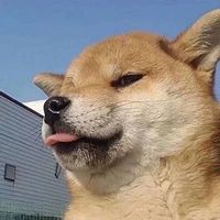 马驹的专辑列表