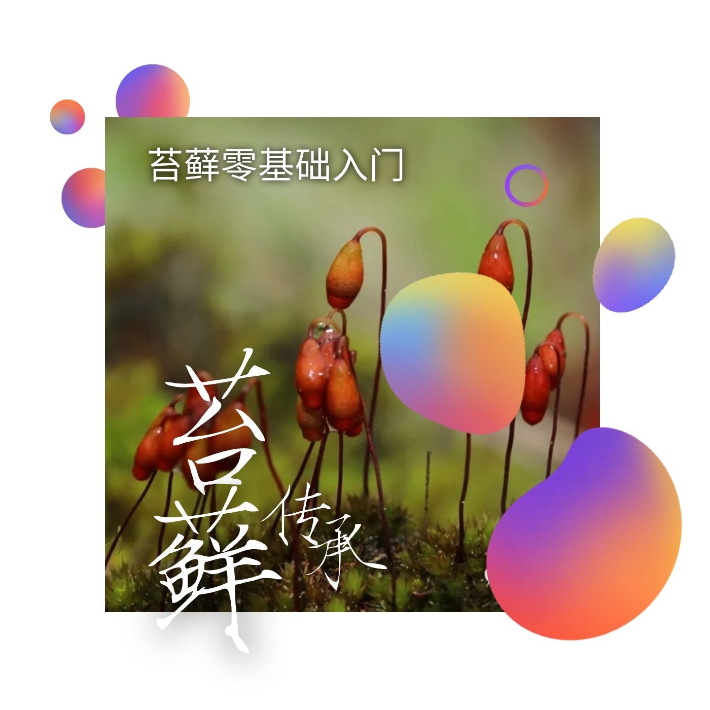 苔藓零基础入门|每天一刻钟学会苔藓