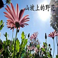 山坡上的野花
