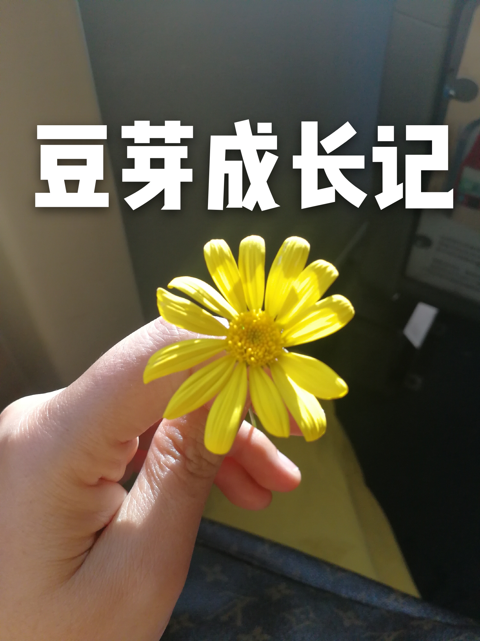 豆芽成长记