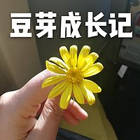 豆芽成长记