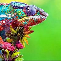 野性全世界：分享野生动物精彩瞬间