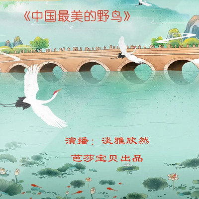 《中国最美的野鸟》| 淡雅欣然演播
