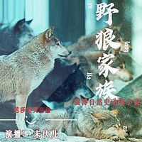 袁博自然史动物小说——野狼家族 | 末伏儿演播
