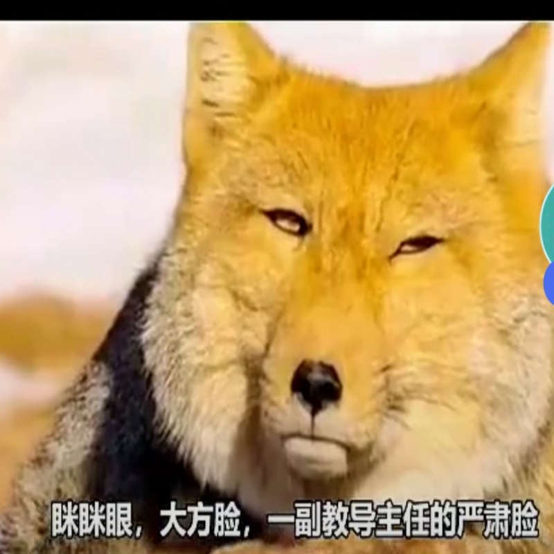 周小帅帅