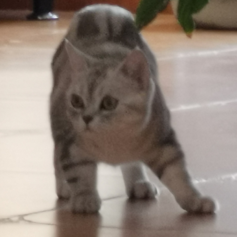 眼皮吖