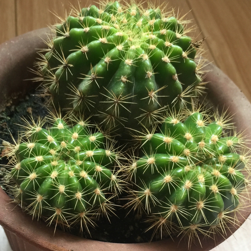 偶的六月