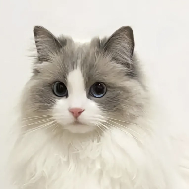 糯米布偶猫
