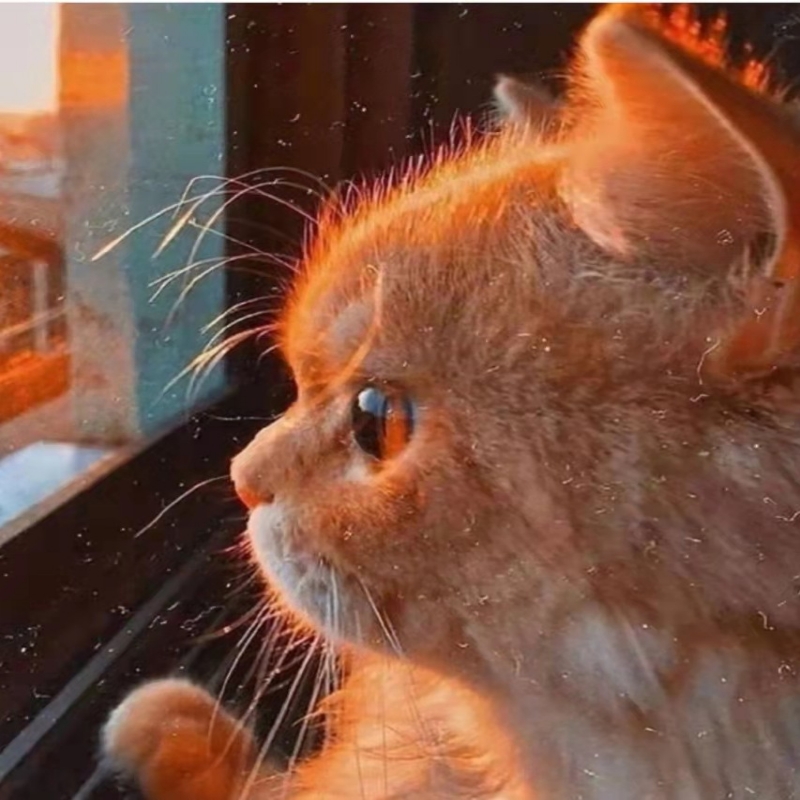 猕猴桃很甜