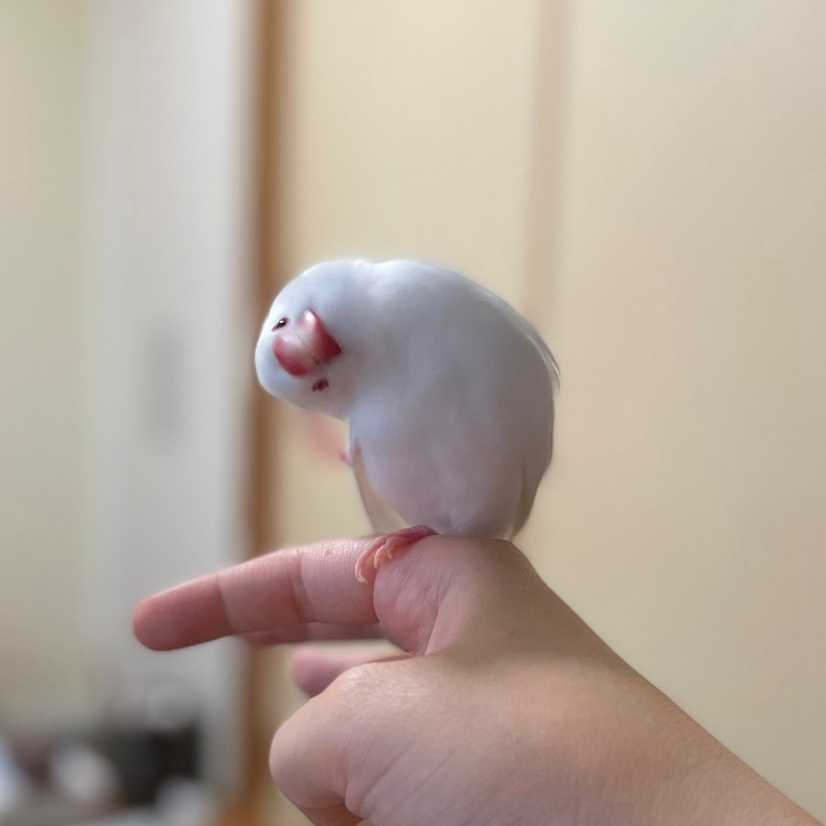 闪电饲养员