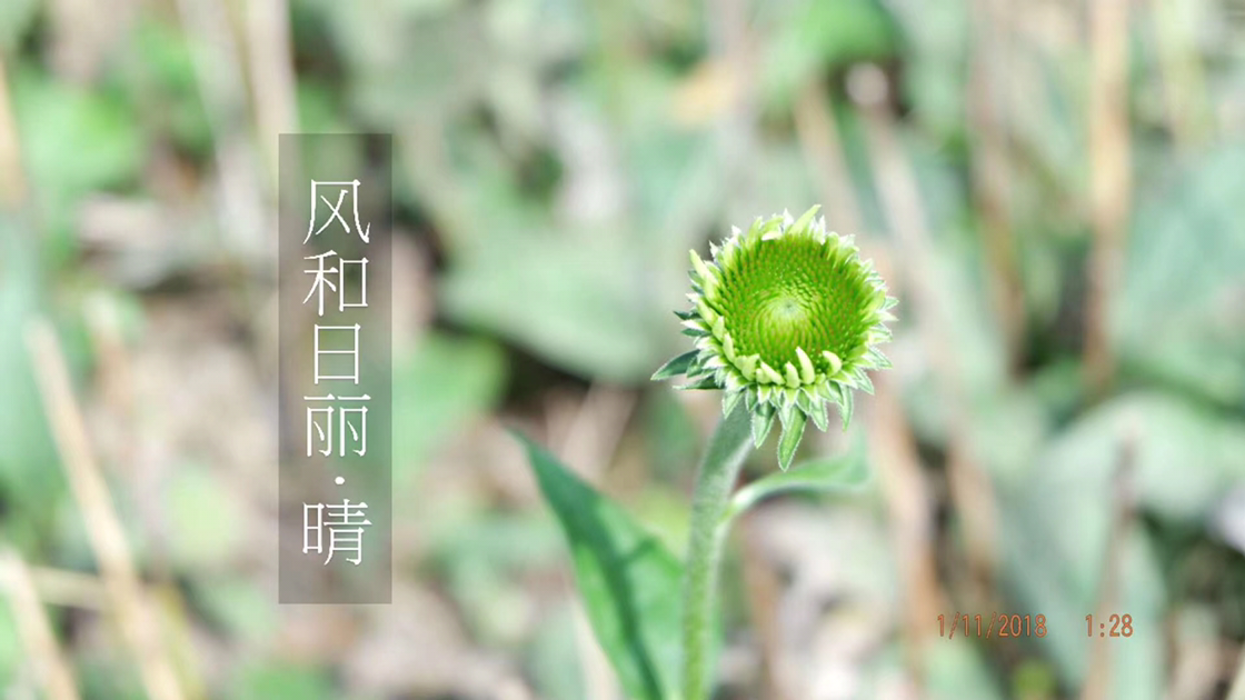 糖狐狸呀