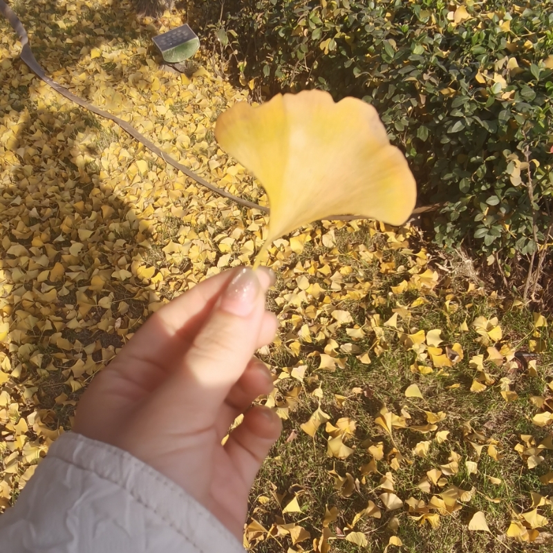 薇薇